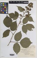 Isoparatype of Rubus atrebatum A.Newton [family ROSACEAE]