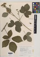 Isoparatype of Rubus bartonii A.Newton [family ROSACEAE]