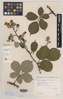 Paratype of Rubus boudiccae A.L.Bull & Edees [family ROSACEAE]