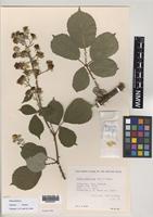 Paratype of Rubus boudiccae A.L.Bull & Edees [family ROSACEAE]