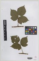 Syntype of Rubus britannicus W.M.Rogers [family ROSACEAE]