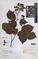 Paratype of Rubus carnkiefensis Rilstone [family ROSACEAE]