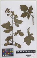 Syntype of Rubus criniger (E.F.Linton) W.M.Rogers [family ROSACEAE]