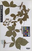 Isotype of Rubus daltrii Edees & Rilstone [family ROSACEAE]