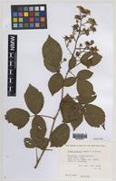 Paratype of Rubus daltrii Edees & Rilstone [family ROSACEAE]