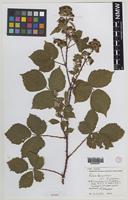 Syntype of Rubus dasycoccus W.C.R.Watson [family ROSACEAE]