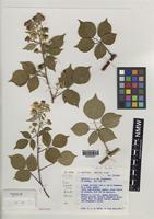 Holotype of Rubus perdigitatus A.Newton [family ROSACEAE]