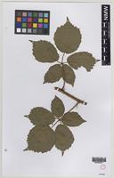 Isolectotype of Rubus durotrigum R.P.Murray [family ROSACEAE]