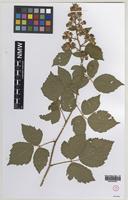 Isotype of Rubus erythrops Edees & A.Newton [family ROSACEAE]