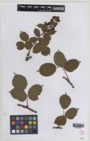 Syntype of Rubus fuscicortex Sudre [family ROSACEAE]