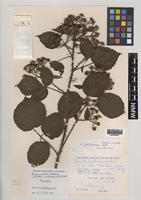 Paratype of Rubus gallofuscus A.Newton & M.Porter [family ROSACEAE]
