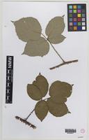 Isolectotype of Rubus herefordensis Sudre [family ROSACEAE]