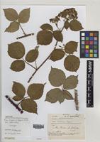 Syntype of Rubus hesperius W.M.Rogers [family ROSACEAE]