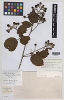 Syntype of Rubus hirsutissimus (Sudre & Ley) W.C.R.Watson [family ROSACEAE]