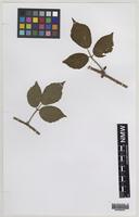 Isotype of Rubus iceniensis A.Newton & H.E.Weber [family ROSACEAE]