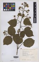 Paratype of Rubus informifolius Edees [family ROSACEAE]