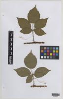Paratype of Rubus infestior Edees [family ROSACEAE]