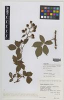 Syntype of Rubus lacustris W.M.Rogers [family ROSACEAE]
