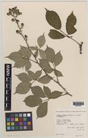 Syntype of Rubus longus (W.M.Rogers & Ley) A.Newton [family ROSACEAE]