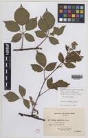 Isolectotype of Rubus mercicus Bagn. [family ROSACEAE]