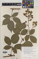 Paratype of Rubus milfordensis Edees [family ROSACEAE]