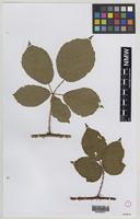 Isolectotype of Rubus mollissimus W.M.Rogers [family ROSACEAE]
