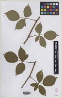 Isoparatype of Rubus moylei W.C.Barton & Ridd. [family ROSACEAE]