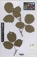Isolectotype of Rubus mucronatiformis (Sudre) W.R.C.Watson [family ROSACEAE]