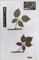 Isolectotype of Rubus murrayi Sudre [family ROSACEAE]