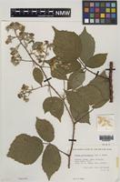 Paratype of Rubus norvicensis A.L.Bull & Edees [family ROSACEAE]