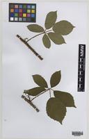 Paratype of Rubus norvicensis A.L.Bull & Edees [family ROSACEAE]