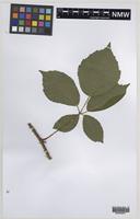 Paratype of Rubus norvicensis A.L.Bull & Edees [family ROSACEAE]