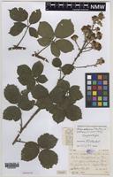 Isoparatype of Rubus ordovicum A.Newton [family ROSACEAE]