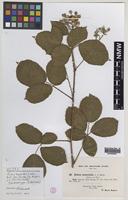 Isolectotype of Rubus oxyanchus Sudre [family ROSACEAE]