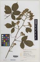 Holotype of Rubus painteri Edees [family ROSACEAE]