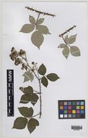Paratype of Rubus percrispus D.E.Allen & R.D.Randall [family ROSACEAE]