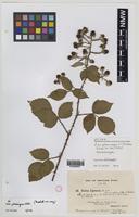 Isolectotype of Rubus phaeocarpus W.C.R.Watson [family ROSACEAE]