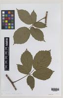 Paratype of Rubus proiectus A.Beek [family ROSACEAE]