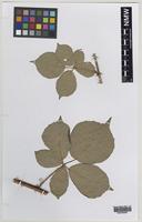 Isoparatype of Rubus rossensis A.Newton [family ROSACEAE]