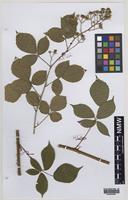 Paratype of Rubus turritus Edees [family ROSACEAE]