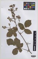 Paratype of Rubus varvicensis Edees [family ROSACEAE]
