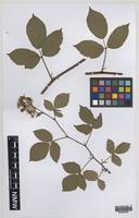 Paratype of Rubus varvicensis Edees [family ROSACEAE]