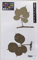 Isotype of Rubus rossensis A.Newton [family ROSACEAE]