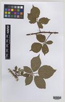 Isolectotype of Rubus rubritinctus W.C.R.Watson [family ROSACEAE]
