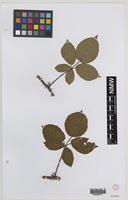 Syntype of Rubus subopacus Sudre [family ROSACEAE]