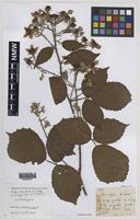 Isoparatype of Rubus tumulorum Rilstone [family ROSACEAE]