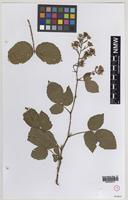 Isoparatype of Rubus varvicensis Edees [family ROSACEAE]