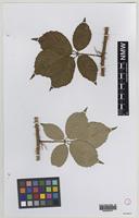 Isolectotype of Rubus wolley-dodii (Sudre) W.C.R.Watson [family ROSACEAE]