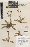 Isotype of Pilosella flagellaris subsp. bicapitata P.D.Sell & West [family BRASSICACEAE]
