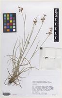Isotype of Luzula multiflora (Ehrh.) Lej. subsp. hibernica Kirschner & Rich [family JUNCACEAE]